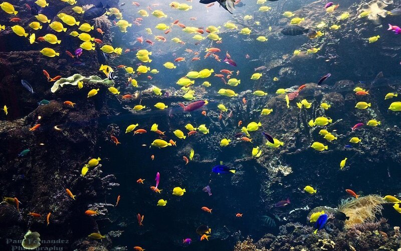 Colorful fish in coral reef