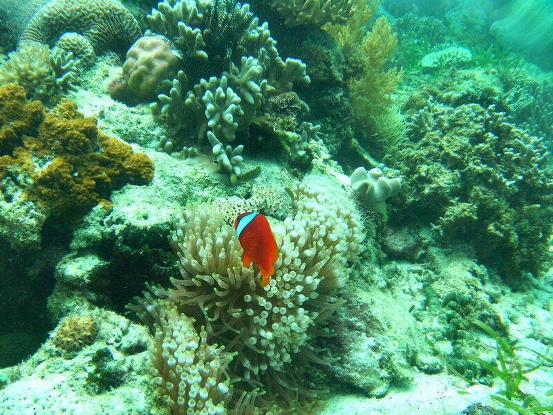 Colorful fish in coral reef