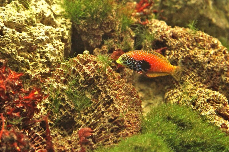 Colorful fish in coral reef