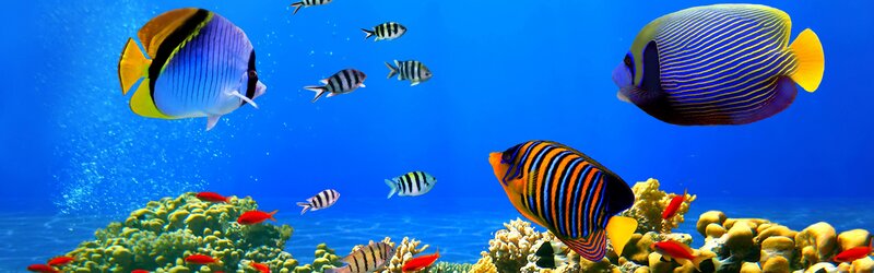 Colorful fish in coral reef