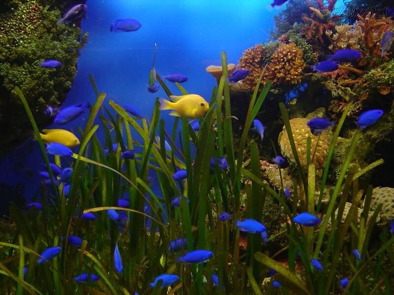 Colorful fish in coral reef