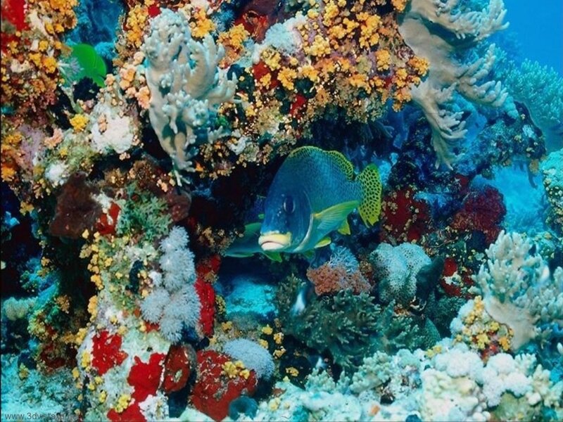 Colorful fish in coral reef