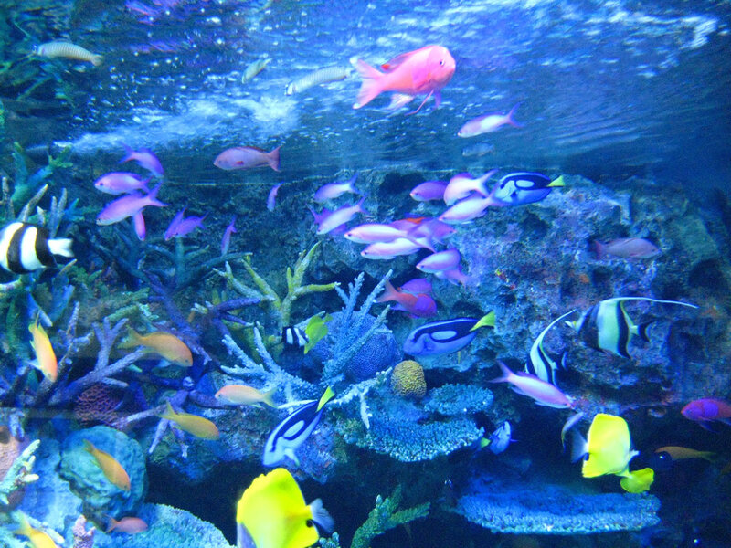 Colorful fish in coral reef