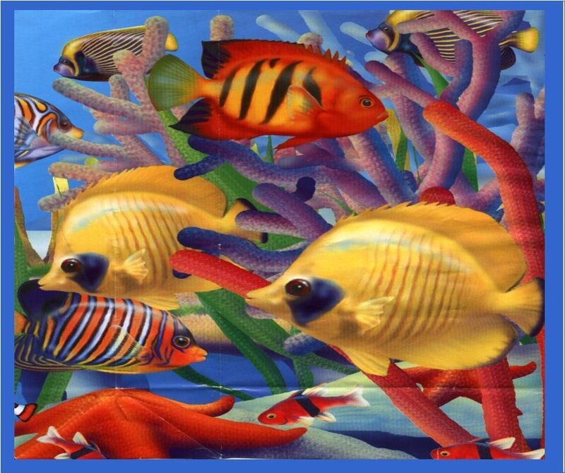 colorful fish in coral reef