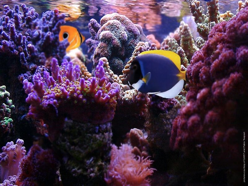 Colorful fish in coral reef