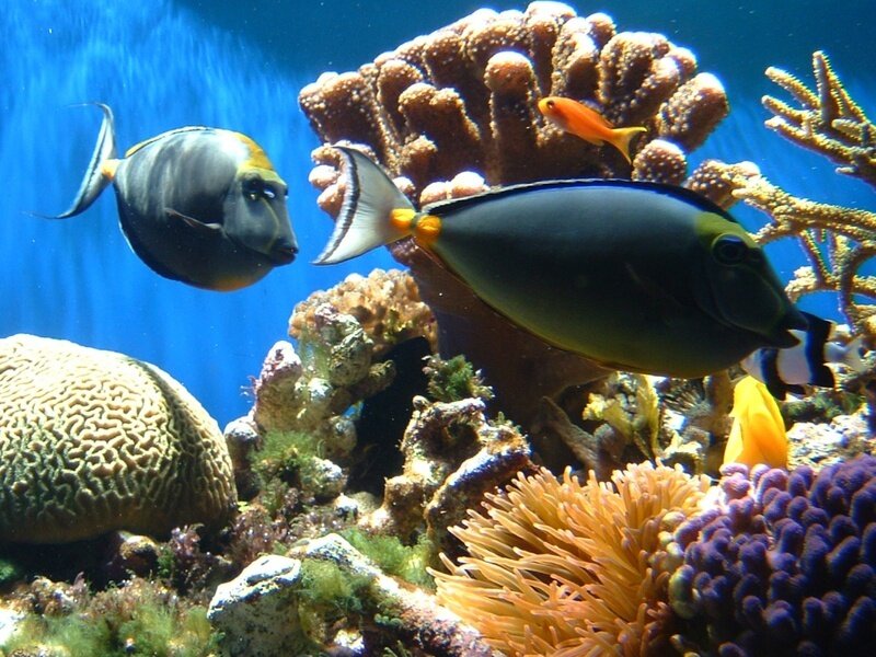 Colorful fish in coral reef