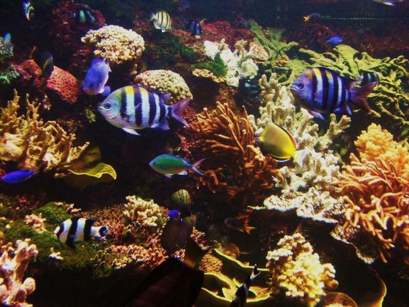 Colorful fish in coral reef