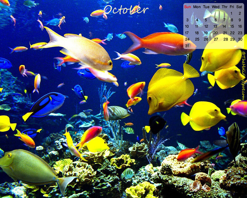 Colorful fish in coral reef