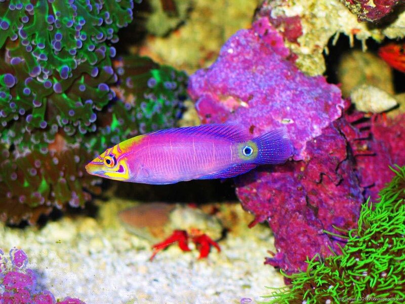 Colorful fish in coral reef