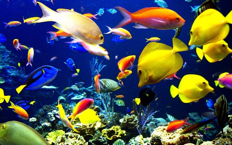 Colorful fish in coral reef