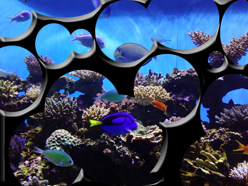 Colorful fish in coral reef