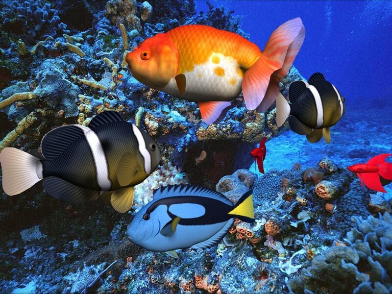 Colorful fish in coral reef