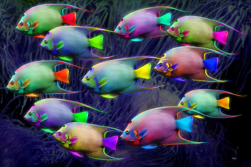 Colorful fish in coral reef