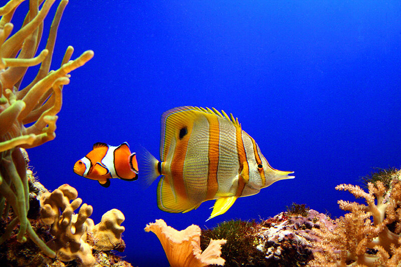 Colorful fish in coral reef