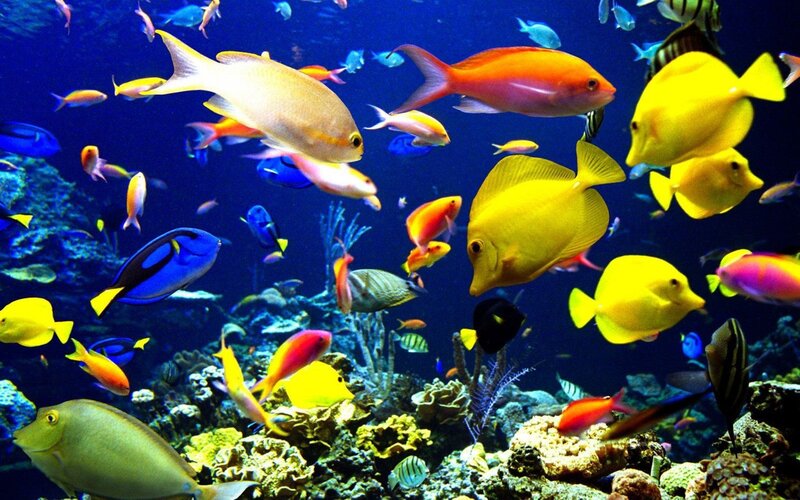 Colorful fish in coral reef