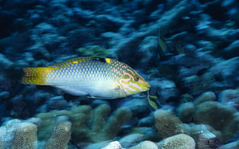 colorful fish in coral reef