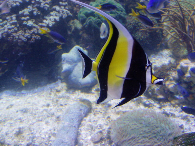 Colorful fish in coral reef