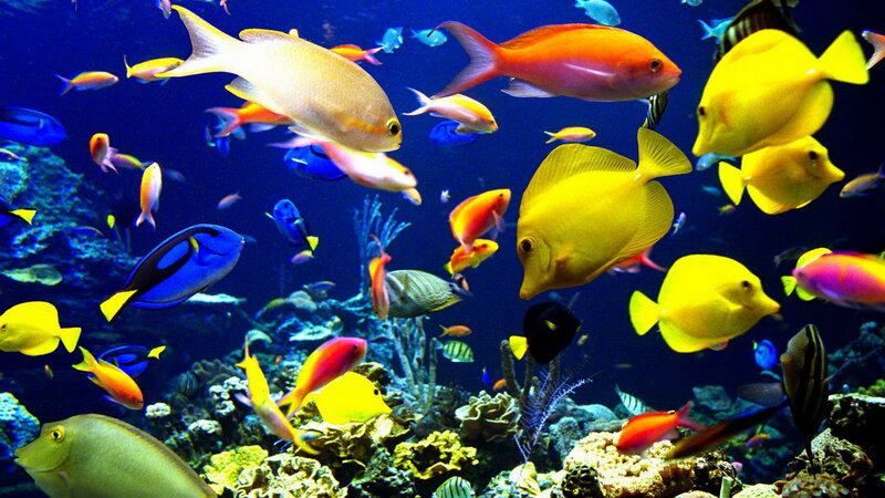 Colorful fish in coral reef