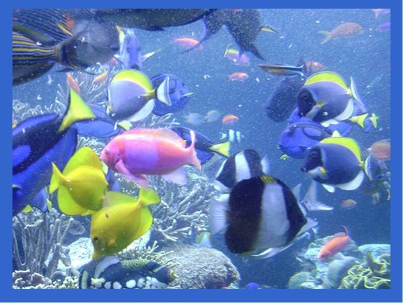 Colorful Fish in Coral Reef — Blue, Calm, Photograph