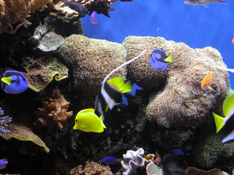Colorful Fish in Coral Reef — Blue, Calm