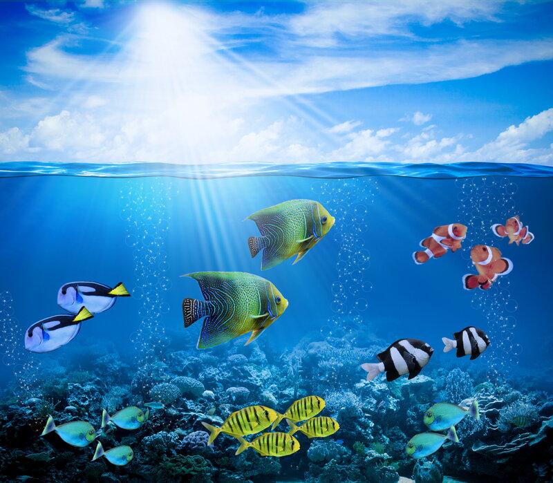 Colorful Fish in Coral Reef — Blue, Serene, Afternoon, Photograph, Bubbles