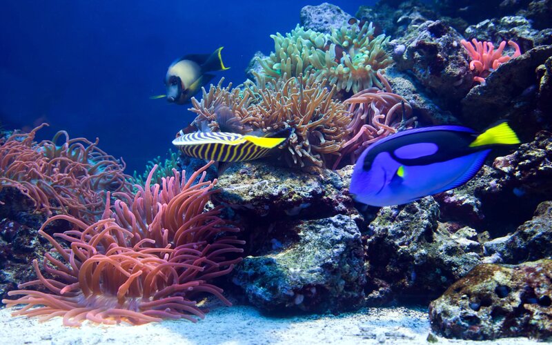Colorful Fish in Coral Reef — Blue, Serene, Photograph, Rocks