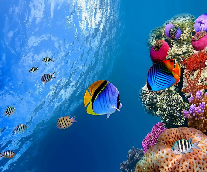 Colorful Fish in Coral Reef — Blue, Serene, Photograph, Starfish