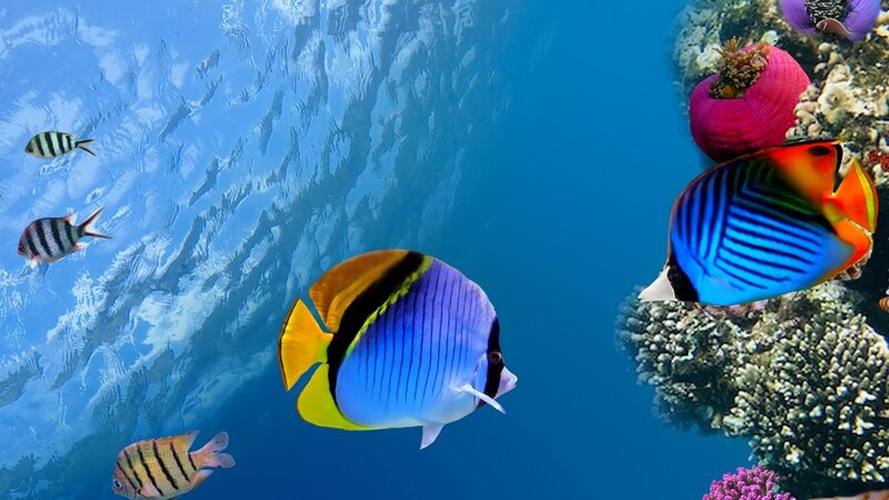 Colorful Fish in Coral Reef — Blue, Serene, Photograph, Underwater