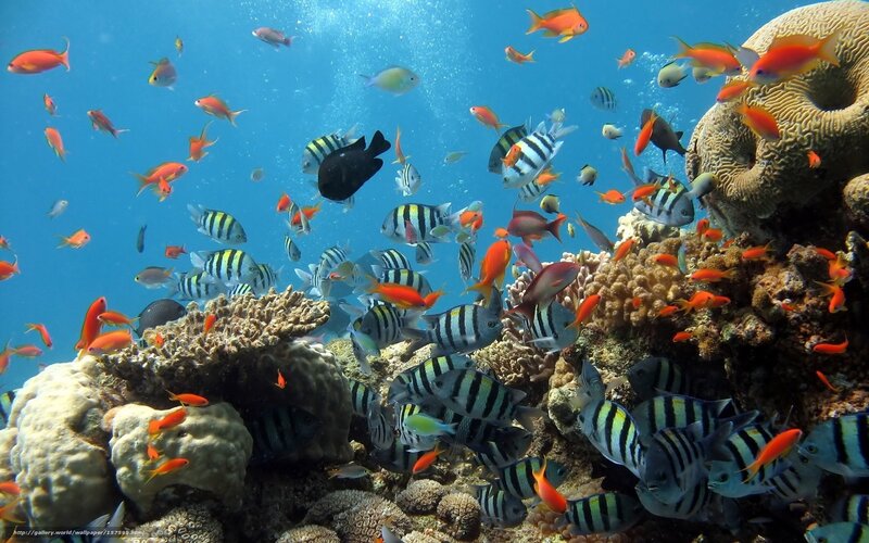 Colorful Fish in Coral Reef — Blue, Vibrant, Afternoon, Photograph, Bubbles
