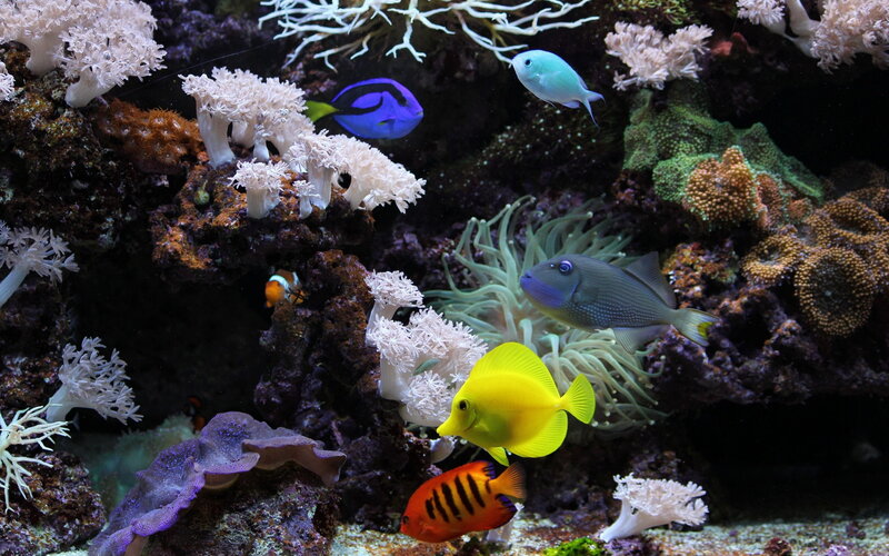 Colorful Fish in Coral Reef — Blue, Vibrant, Photograph, Anemone