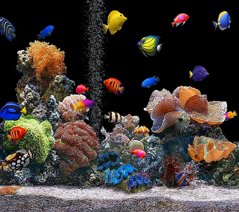 Colorful Fish in Coral Reef — Blue, Vibrant, Photograph, Bubbles