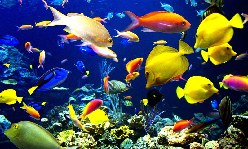 Colorful Fish in Coral Reef — Blue, Vibrant, Photograph, Ocean