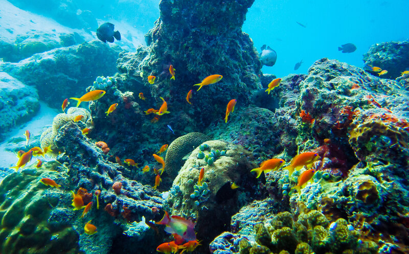 Colorful Fish in Coral Reef — Blue, Vibrant, Photograph, Rocks