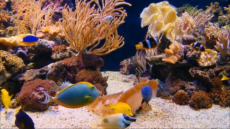 Colorful Fish in Coral Reef — Blue, Vibrant, Photograph, Sand