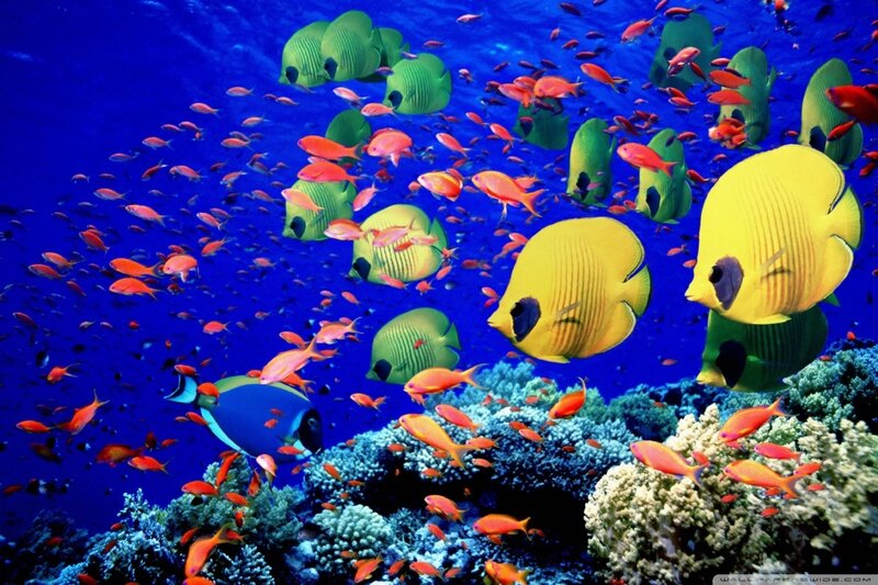 Colorful Fish in Coral Reef — Blue, Vibrant, Photograph