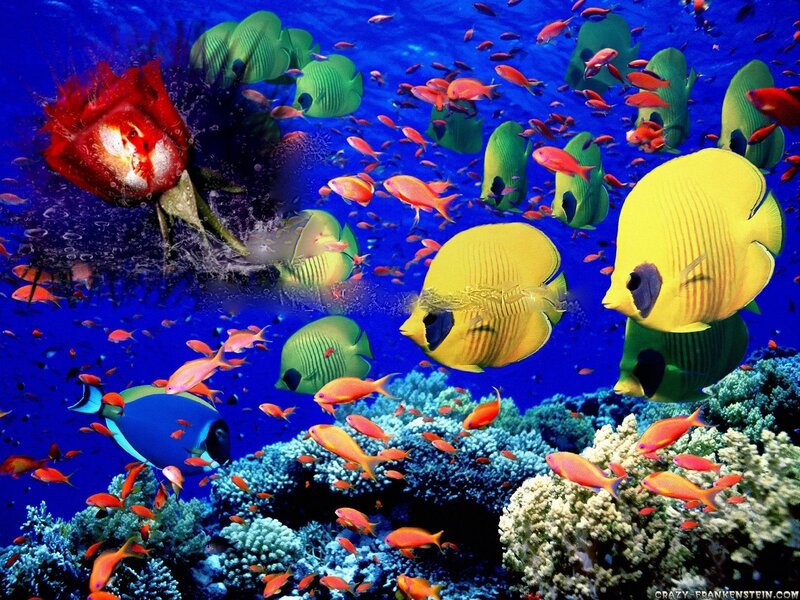 Colorful Fish in Coral Reef — Blue, Vibrant
