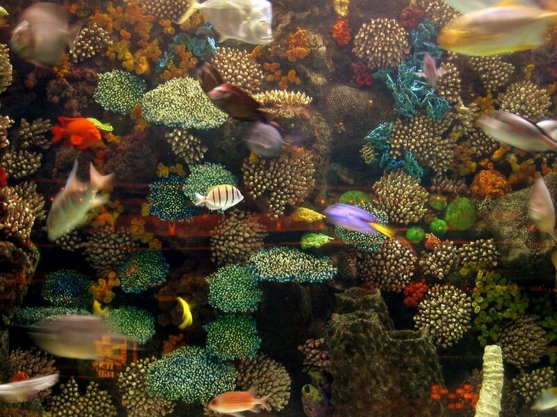 Colorful Fish in Coral Reef — Green