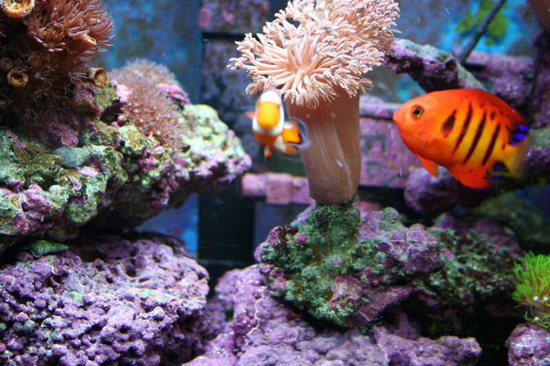 Colorful fish in coral reef tank