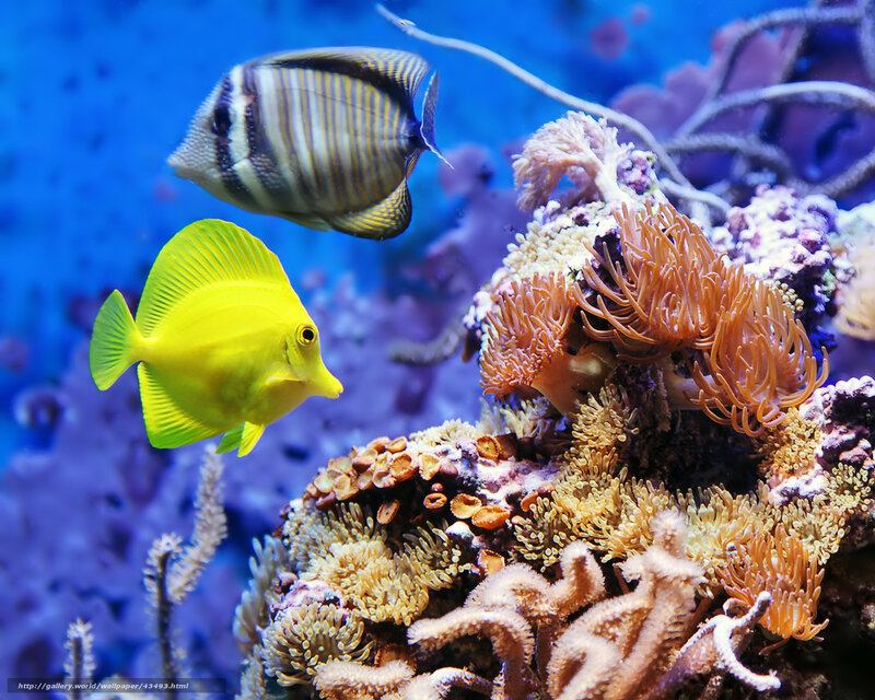 Colorful fish in coral reef