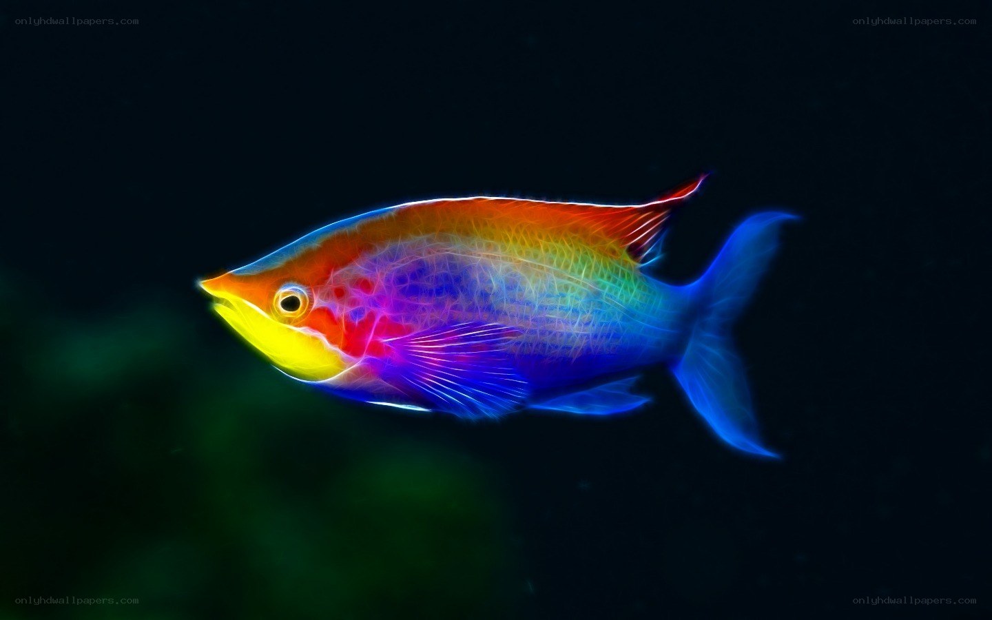 colorful fish in dark water