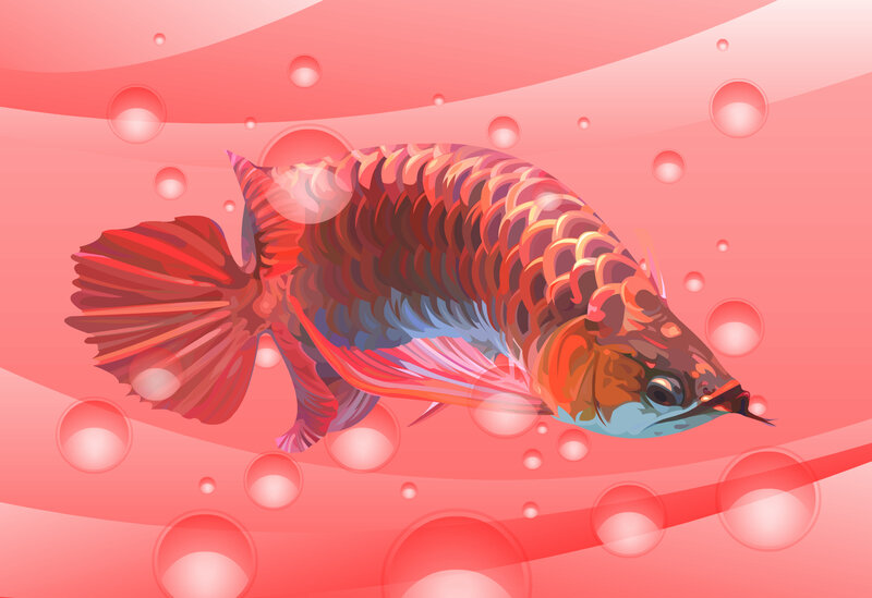 colorful fish in pink water