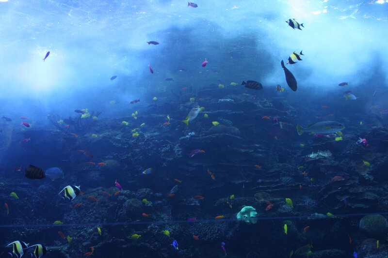 Colorful fish in underwater scene