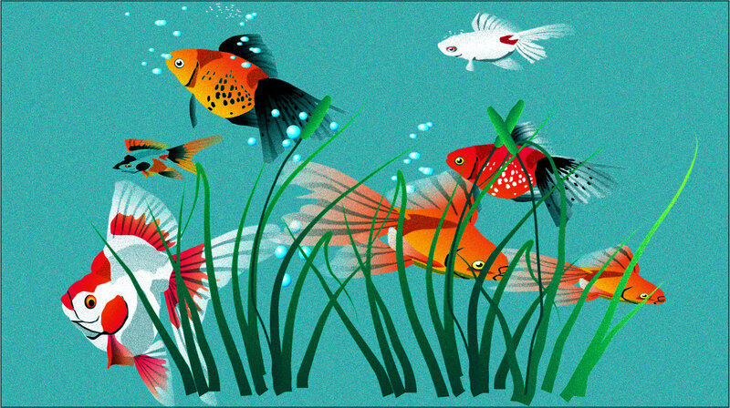 Colorful Fish in Water — Blue, Calm