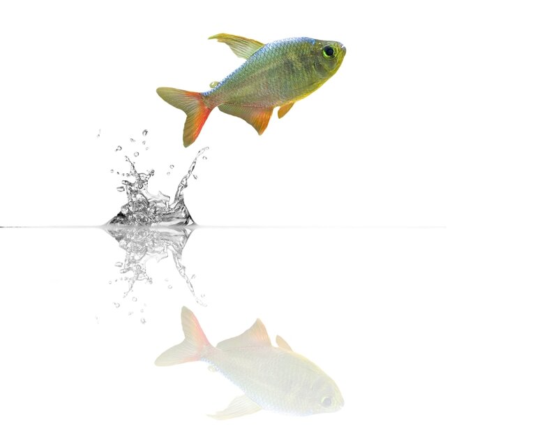 colorful fish jumping out of water
