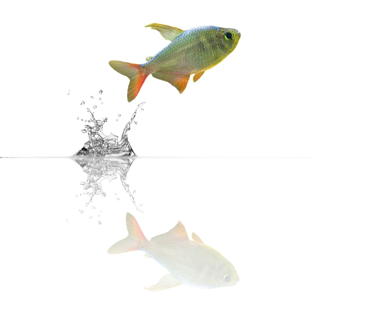 colorful fish jumping out of water