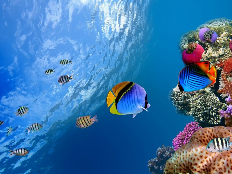 Colorful Fish Near Coral — Blue, Serene, Afternoon, Photograph