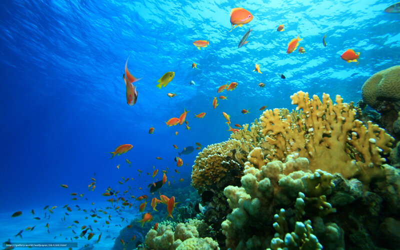 Colorful Fish Near Coral — Blue, Serene, Photograph, Ocean