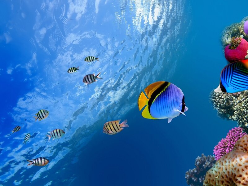 Colorful Fish Near Coral — Blue, Serene, Photograph, Ocean, Yellow, Purple