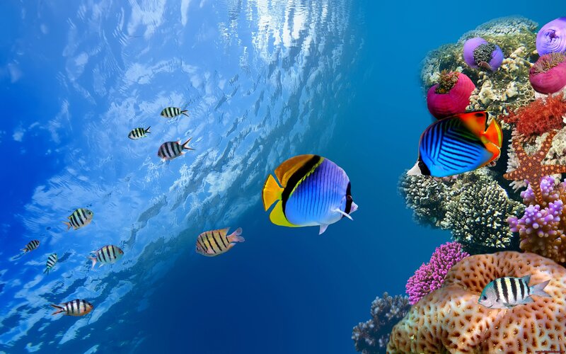 Colorful Fish Near Coral — Blue, Serene, Photograph, Starfish, Underwater, Purple, Yellow
