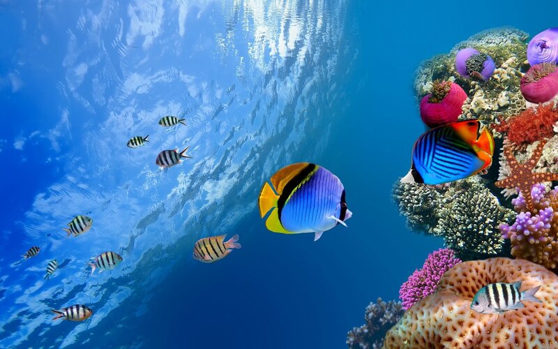 Colorful Fish Near Coral — Blue, Serene, Photograph, Starfish, Underwater